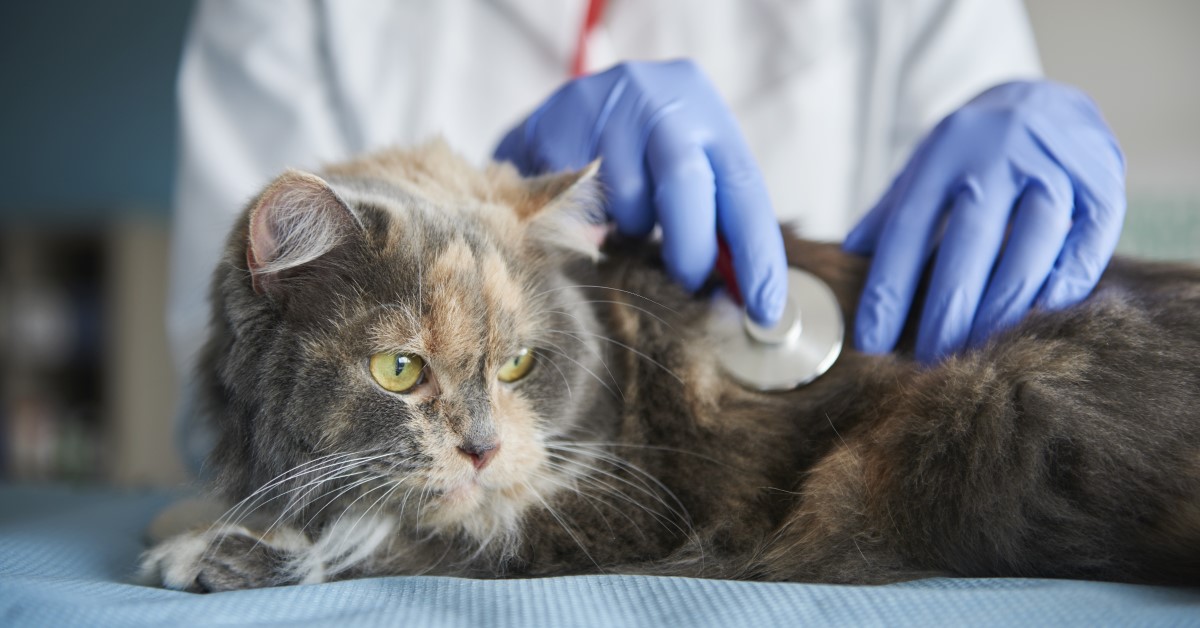 Urinary Tract Infections in Cats